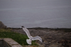 imgp0148